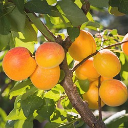 Саженцы абрикоса с закрытой корневой системой - фото 4