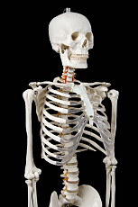 Модель "Скелета человека анатомический 170 см"