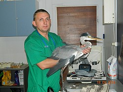 Лечение попугаев и птиц в Москве - фото 5