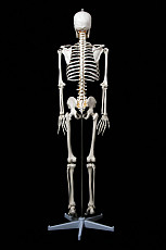 Модель "Скелета человека анатомический 170 см" - фото 3
