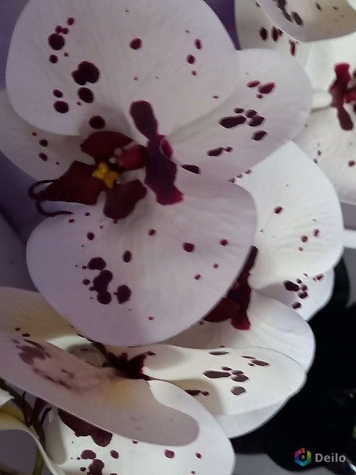 Композиция орхидея из латакса в кашпо