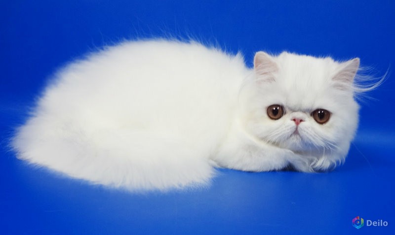 Персидские котята белого окраса