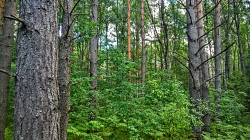 Уютный земельный участок на лесной опушке - фото 4