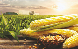 Продаем большим оптом 15000 тысяч тонн пшеницу 2022-2025 год - фото 5