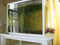 Акваферма, содержание рыб, водоросли - фото 4