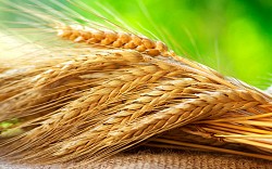 Семена озимой пшеницы Гомер, Граф, Гурт, Степь, Стиль-18 - фото 1