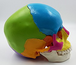 Модель черепа человека, разборная., цветная, 22 части - фото 6