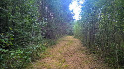 Участок 25 соток ИЖС на лесной поляне под Псковом - фото 9
