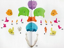 Модель черепа человека, разборная., цветная, 22 части - фото 8