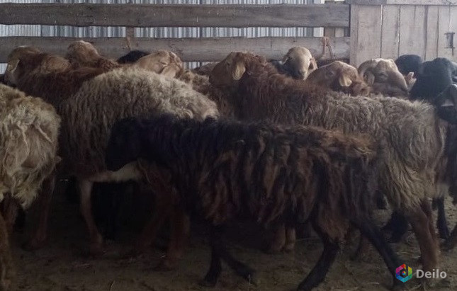 гиссарская порода овец - Кыргызстан