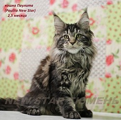 Великолепные котята породы мейн кун - фото 5