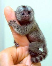 Продам маленькую обезьянку мармозетку - фото 3