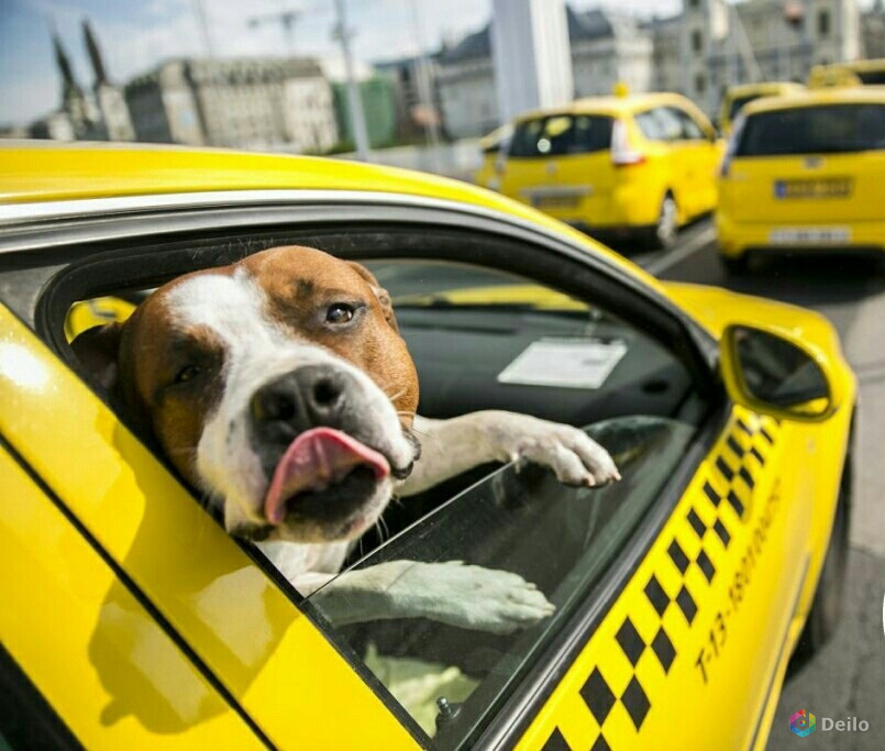 Подключение водителей к сервису Яндекс. Такси
