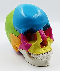 Модель черепа человека, разборная., цветная, 22 части