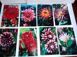 Комплект цветных открыток "Георгины"