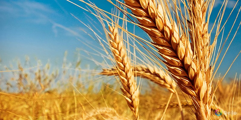 Семена озимой пшеницы Алексеич, Ахмат, Безостая-100, Гром
