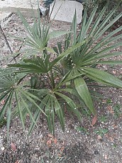 Семена Трахикарпуса (веерная пальма) - фото 3