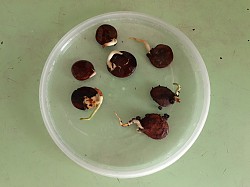 Глициния китайская семена, саженцы - фото 8
