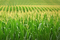 Продаем большим оптом 15000 тысяч тонн пшеницу 2022-2025 год - фото 8