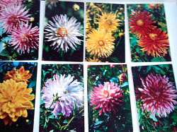 Комплект цветных открыток "Георгины" - фото 3