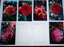 Комплект цветных открыток "Георгины" - фото 5