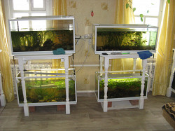 Акваферма, содержание рыб, водоросли - фото 3