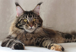 Великолепные котята породы мейн кун - фото 3