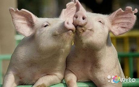 БВМК (134) РОСТ для свиней на откорме (от 3 до 6 мес.) (15%)