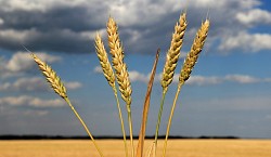 Семена озимой пшеницы среднепоздний сорт Юка