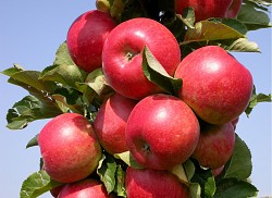 Саженцы яблони оптом и в розницу - фото 5