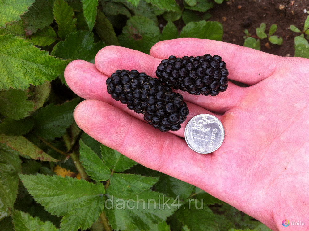 Black описание. Ежевика Карака Блэк. Ежемалина Карака Блэк. Ежевика Карака Блэк Karaka Black. Ежевика Садовая Карака Блэк.