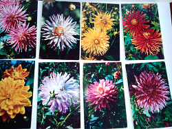 Комплект цветных открыток "Георгины" - фото 4