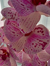 Композиция из силиконовый орхидеи - фото 3