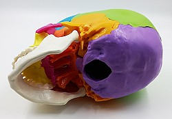 Модель черепа человека, разборная., цветная, 22 части - фото 7