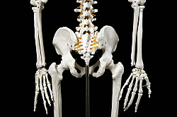 Модель "Скелета человека анатомический 170 см" - фото 9
