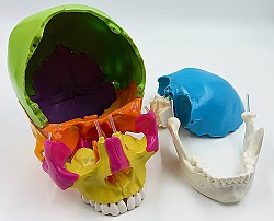 Модель черепа человека, разборная., цветная, 22 части - фото 3