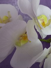 Белая орхидея в вазе - фото 4