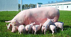 Премикс AV NutriSmart для откорма свиней в Оренбурге - фото 1