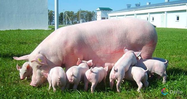 Премикс AV NutriSmart для откорма свиней в Оренбурге