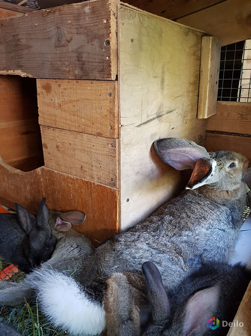 Купить кроликов в алтайском