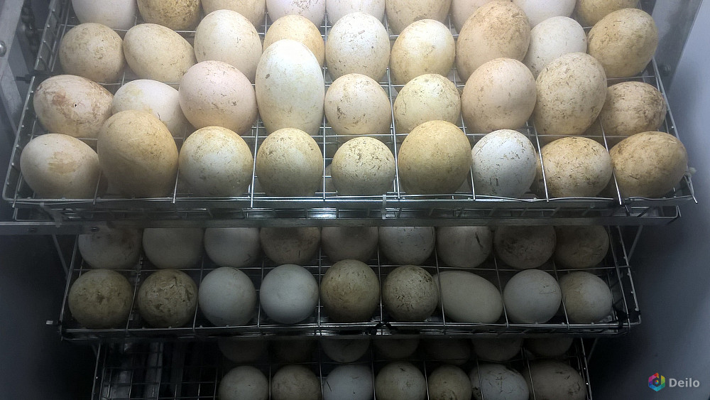 Гусиные яйца для инкубации купить. Гусиное яйцо в блиц базе 680. Яйца Калуга Дзержинский.