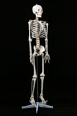 Модель "Скелета человека анатомический 170 см" - фото 7