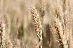 Семена озимой пшеницы Таня, Тимирязевка-150, Шарм, Юка - фото 1