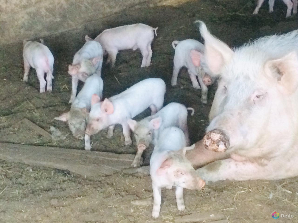 Волгоградские свиньи