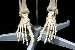 Модель "Скелета человека анатомический 170 см" - фото 8