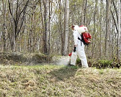 Уничтожение кортов газом на участке обработать от Борщевика - фото 3