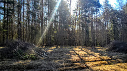 Участок 25 соток ИЖС на лесной поляне под Псковом - фото 6