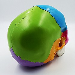 Модель черепа человека, разборная., цветная, 22 части - фото 5