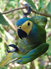 Ара малый краснобрюхий (Ara manilata)