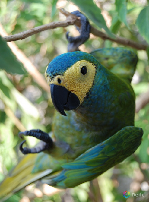 Ара малый краснобрюхий (Ara manilata)